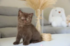 ���������� �����. ����