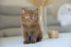 ����������� �����. ����