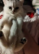 ����������� �����. ����