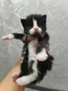 ����-���. ����