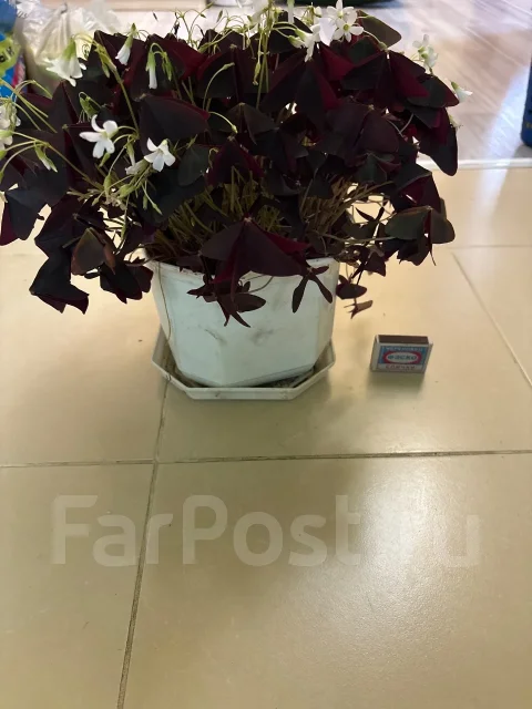 �������� �� ���� ������ ����