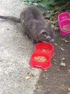 �����. ����