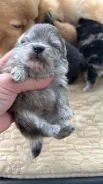 ����������� ����. ����