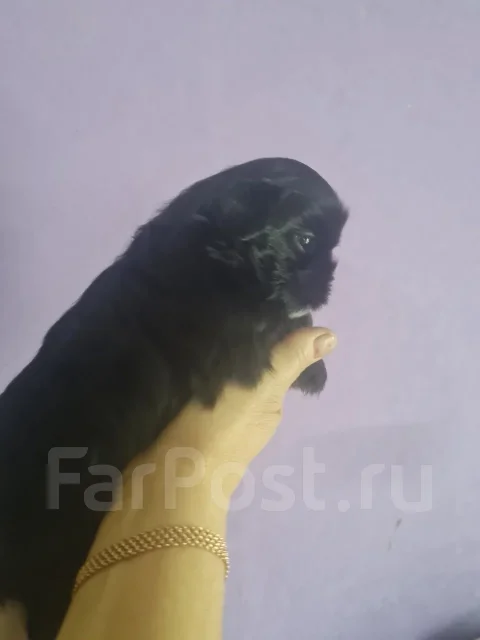 ��-���. ����