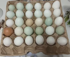 ���� �������. ��� ����� �� ���������� ����