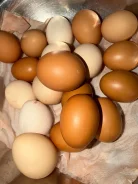 ����. ����