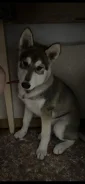 �����. ����
