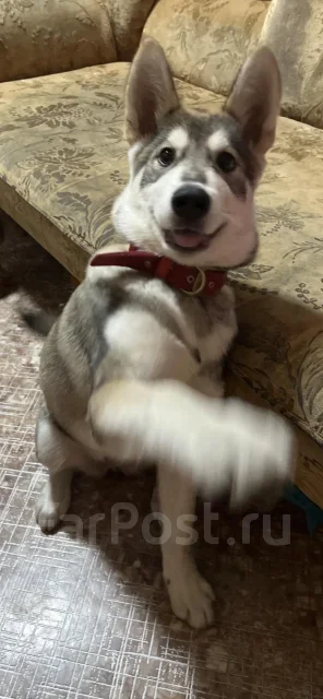 �����. ����