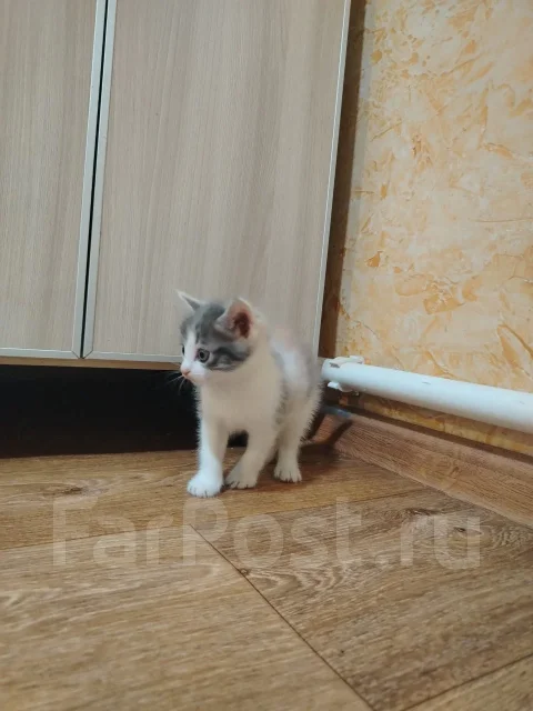 �����. ����