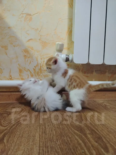 �����. ����