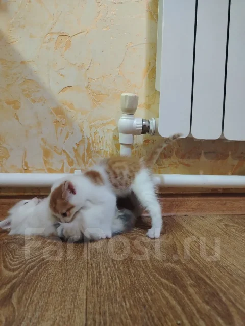 �����. ����