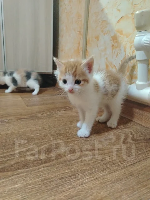 �����. ����
