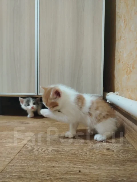 �����. ����