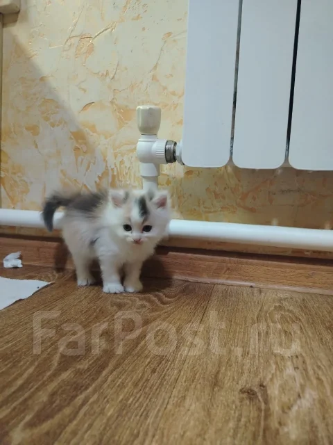 �����. ����