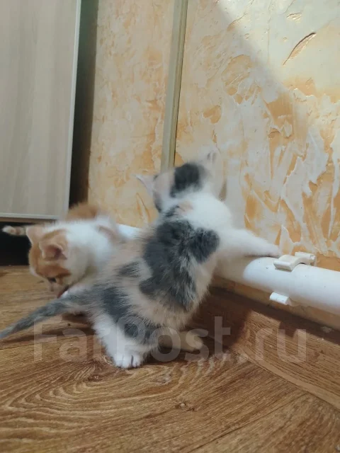 �����. ����