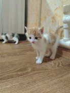 ����������� �����. ����
