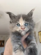 ����-���. ��� ����� �� ������������ ����