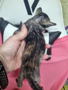 ������. ����