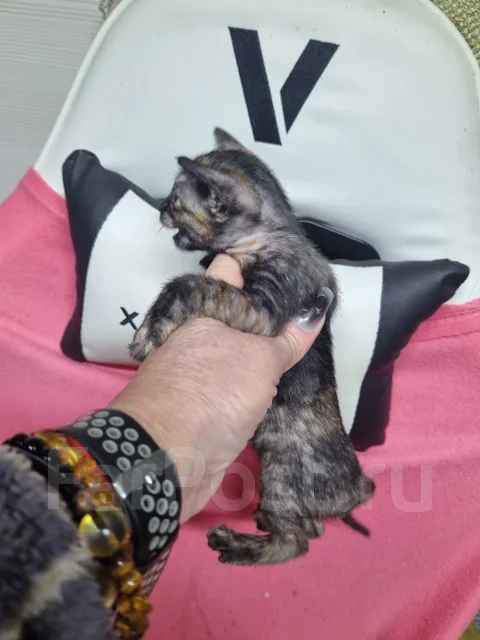 ������. ����