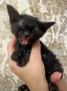 ������. ����