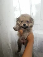 ����. ����