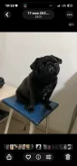 ����. ����