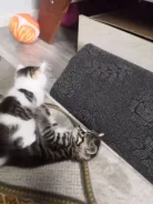 �����. ����