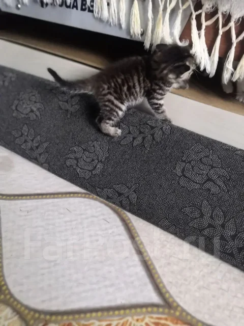 �����. ����