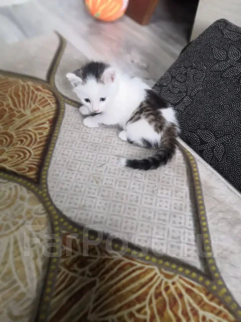 �����. ����