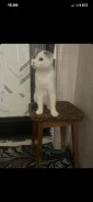 ����������� ��������� �����. ����