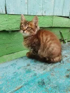 �����. ����