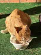 �����. ����