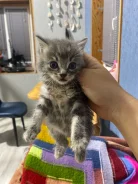 ����� �������� ����