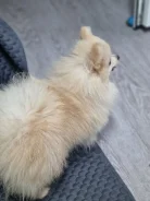 ����. ����