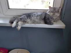 ������� ���� ��� ����
