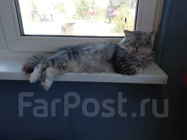 ������� ���� ��� ����