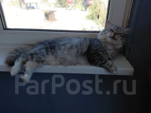 ������� ���� ��� ����