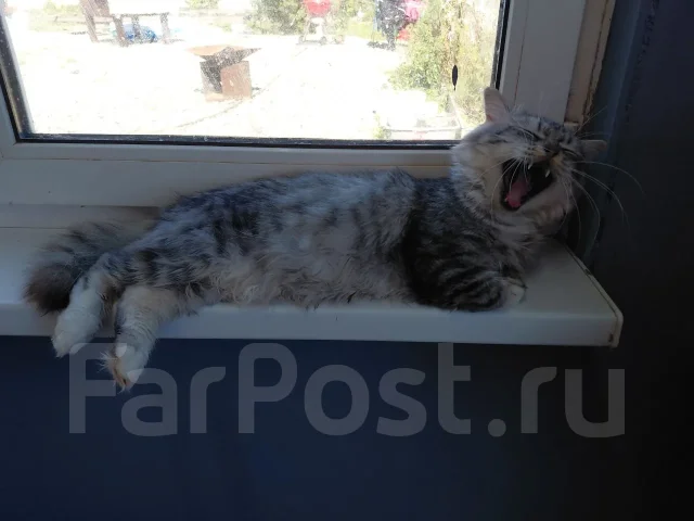 ������� ���� ��� ����