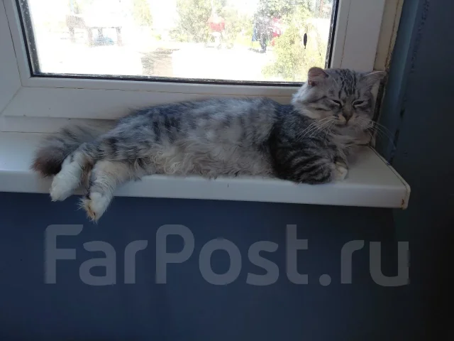 ������� ���� ��� ����