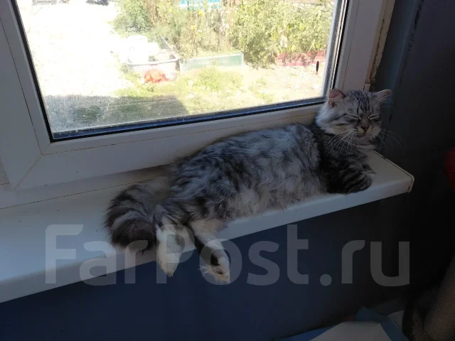 ������� ���� ��� ����