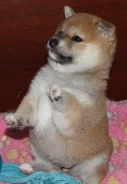 ����-���. ��� ����� �� ������������ ����