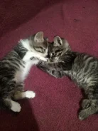 ����������� �����. ����