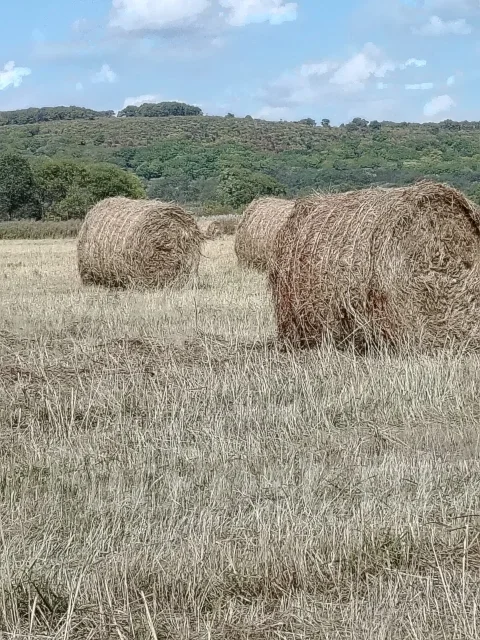 ����. ����