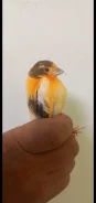 ���������. ����