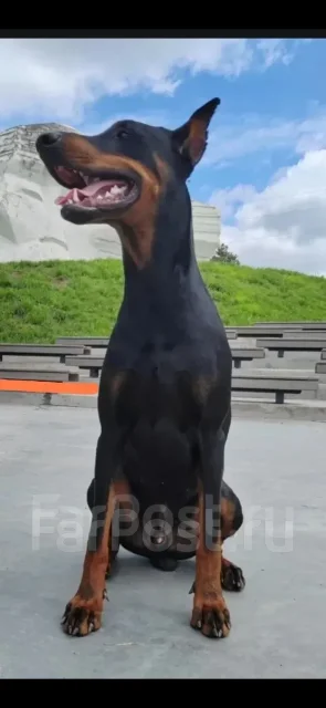 ��������. ����