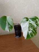 ��������. ����