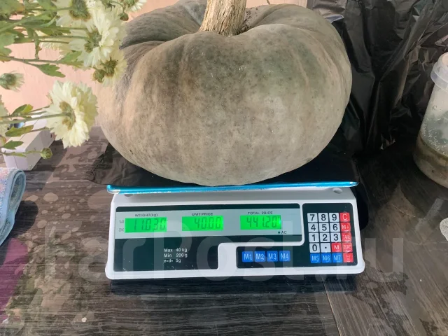 �����. ����