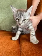 �����. ����