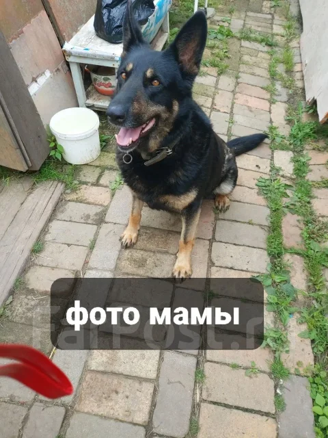 �������. ����