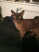 �����. ����